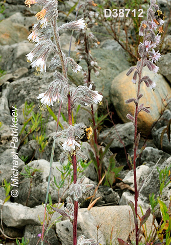 Glaucous Rattlesnakeroot (Nabalus racemosus)